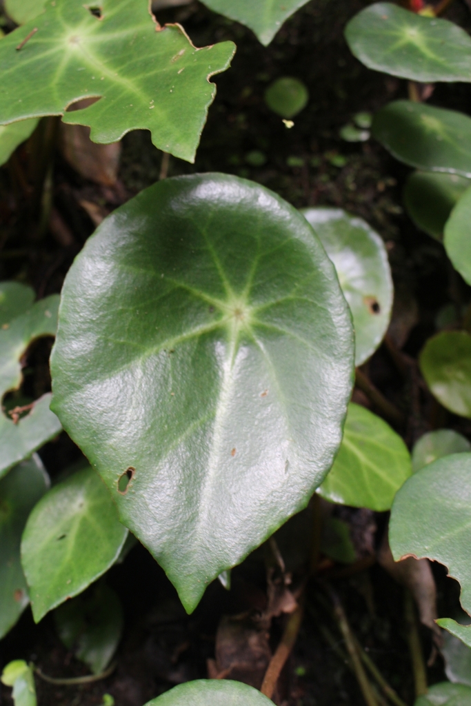 Shell begonia