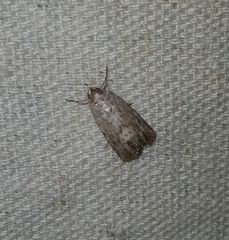 Catabenoides