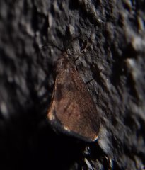 Cryptothelea nigrita