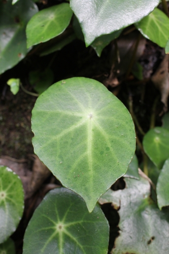 Image of Begonia conchifolia by no rights reserved