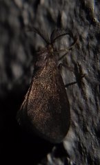 Cryptothelea nigrita