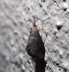 Cryptothelea nigrita