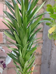 Liliopsida