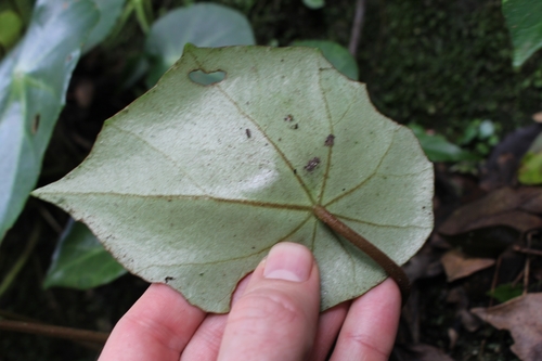 Image of Begonia conchifolia by no rights reserved
