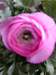 Magnoliopsida