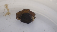 Glossosomatidae