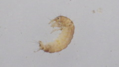 Glossosomatidae