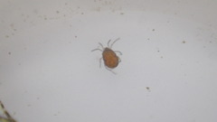 Hydrachnidae