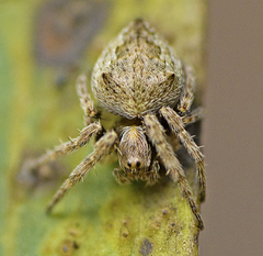 Araneus acuminatus