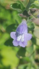 Scutellaria wrightii