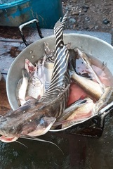Tigerstriped Catfish photo 3