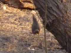 Rhinocrypta lanceolata