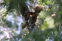 Sciurus nayaritensis