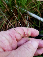 Digitaria violascens
