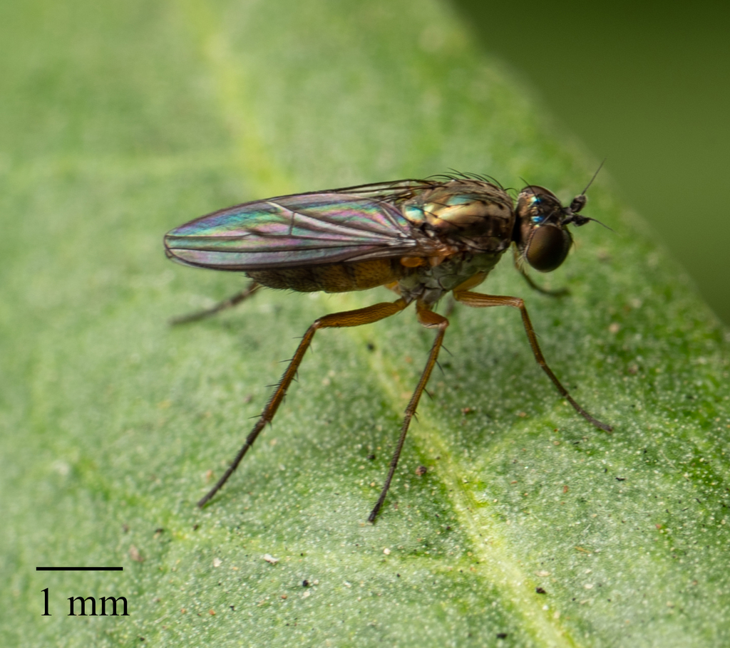 Syntormon flexibilis