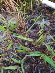 Digitaria violascens