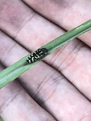 Acmaeodera solitaria