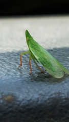 Rhynchomitra recurva