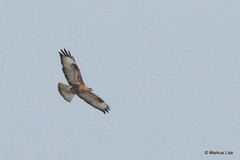 Buteo refectus
