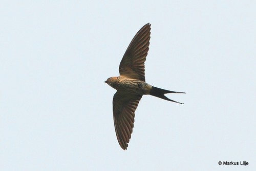 Eastern Red-rumped Swallow