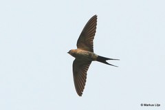 Cecropis striolata