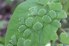 Adiantum amplum