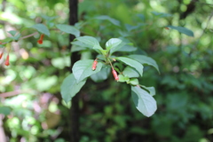 Fuchsia cylindracea