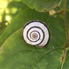 Helicella itala