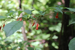 Fuchsia cylindracea