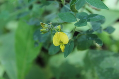 Crotalaria micans
