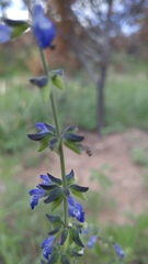 Salvia subincisa