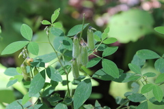 Crotalaria micans