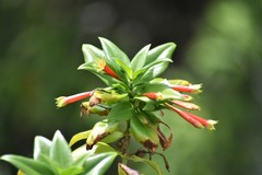 Lisianthius axillaris