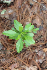 Baccharis heterophylla