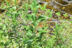 Lisianthius axillaris