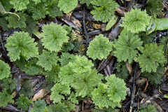 Dendrohypopterygium filiculiforme