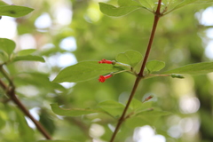 Fuchsia cylindracea