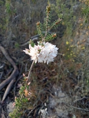 Calytrix alpestris