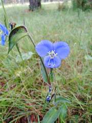 Commelina dianthifolia