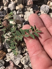 Euphorbia capitellata