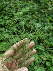 Equisetum pratense image