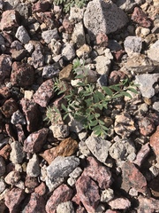 Euphorbia capitellata