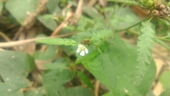 Melochia corchorifolia