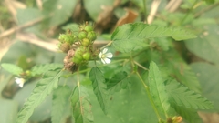 Melochia corchorifolia