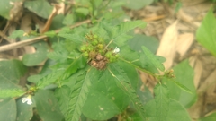 Melochia corchorifolia