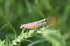 Paroxya atlantica