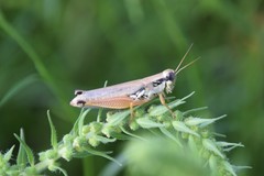 Paroxya atlantica
