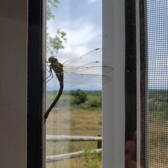 Rhionaeschna planaltica