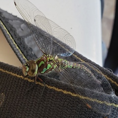 Rhionaeschna planaltica