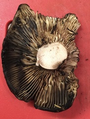 Russula adusta
